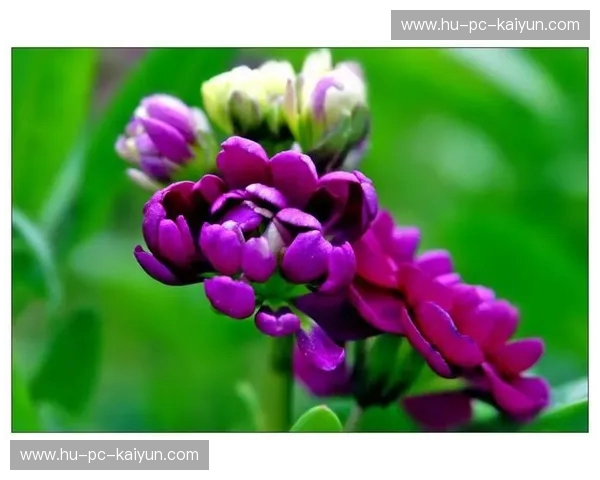 樱花VS：一场关于瞬时美学与永恒浪漫的感官博弈